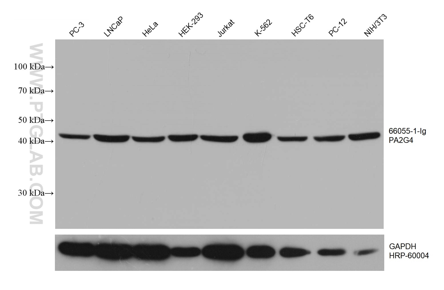 WB analysis using 66055-1-Ig