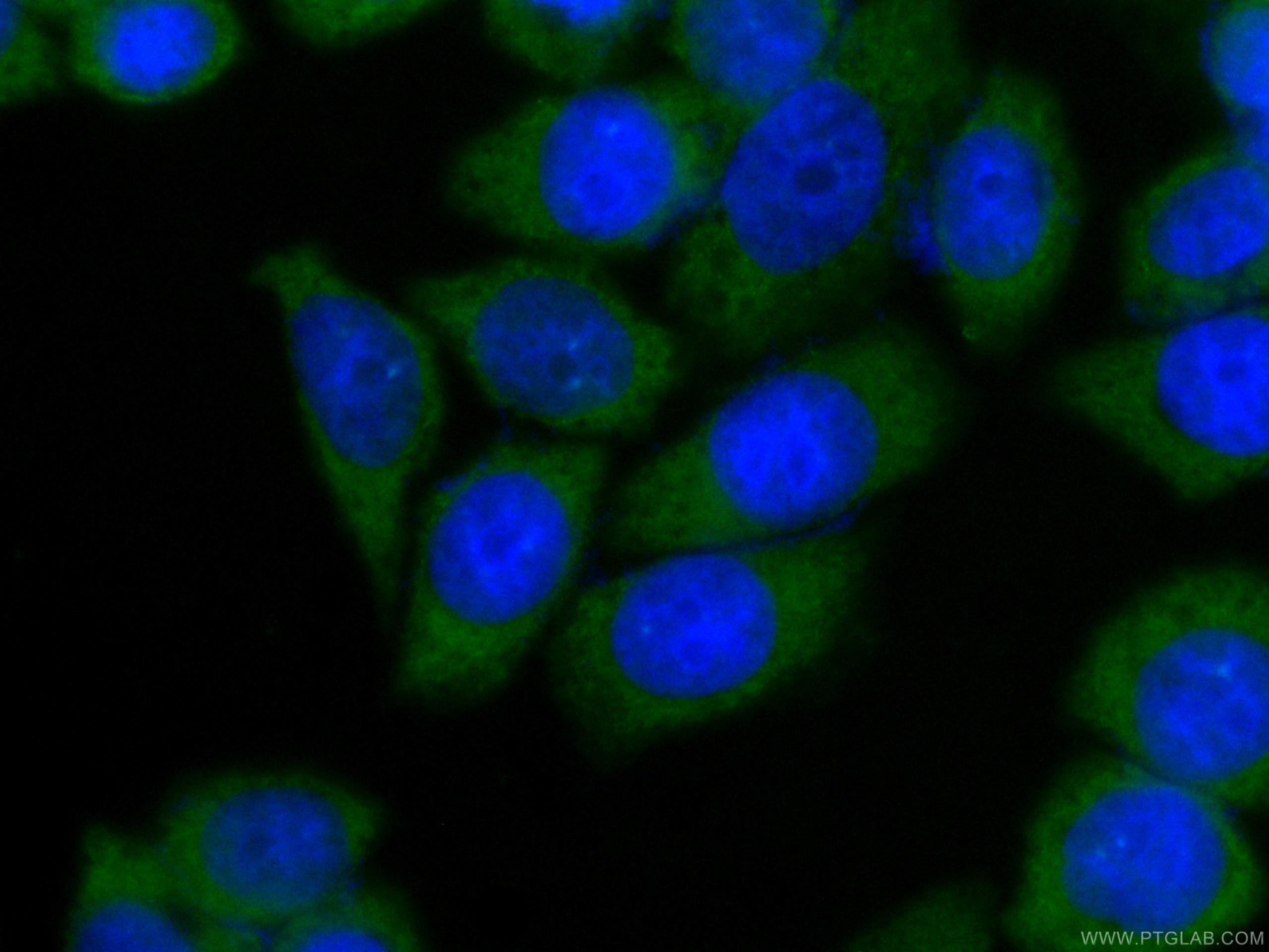 Immunofluorescence (IF) / fluorescent staining of HeLa cells using CoraLite® Plus 488-conjugated PA2G4 Monoclonal ant (CL488-66055)