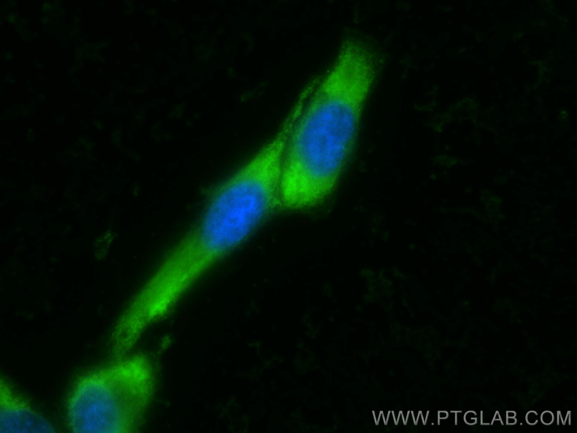 Immunofluorescence (IF) / fluorescent staining of HeLa cells using CoraLite® Plus 488-conjugated PA2G4 Monoclonal ant (CL488-66055)