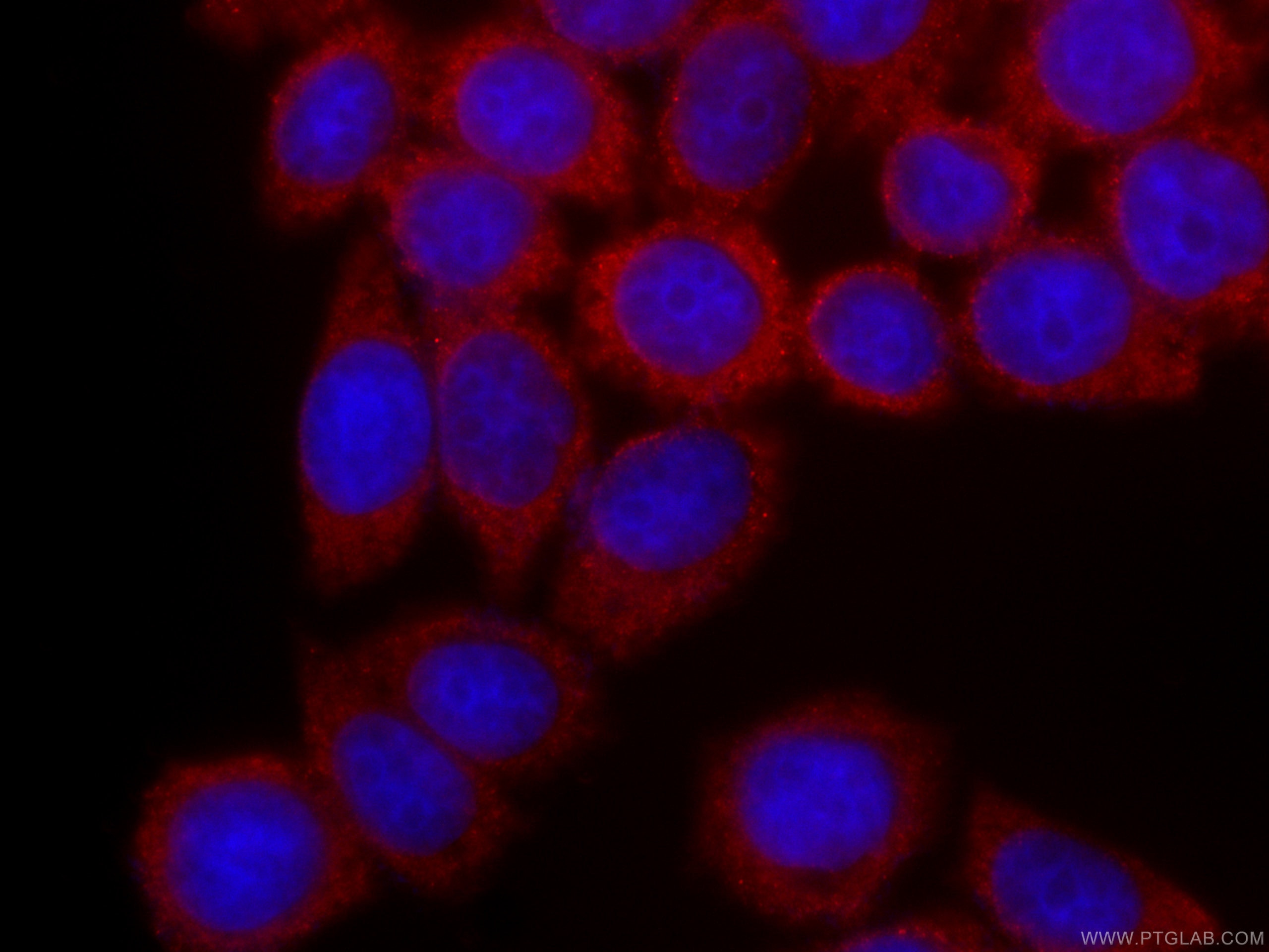Immunofluorescence (IF) / fluorescent staining of HeLa cells using CoraLite®594-conjugated PA2G4 Monoclonal antibody (CL594-66055)