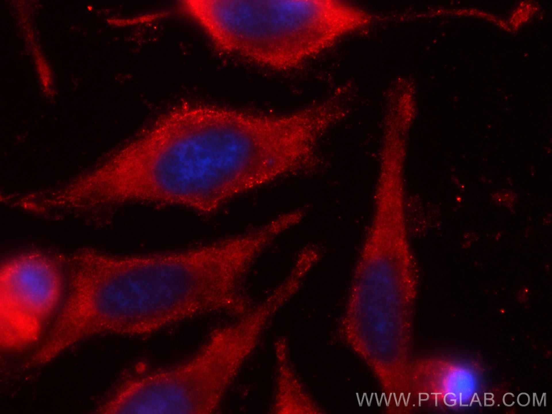 Immunofluorescence (IF) / fluorescent staining of HeLa cells using CoraLite®594-conjugated PA2G4 Monoclonal antibody (CL594-66055)