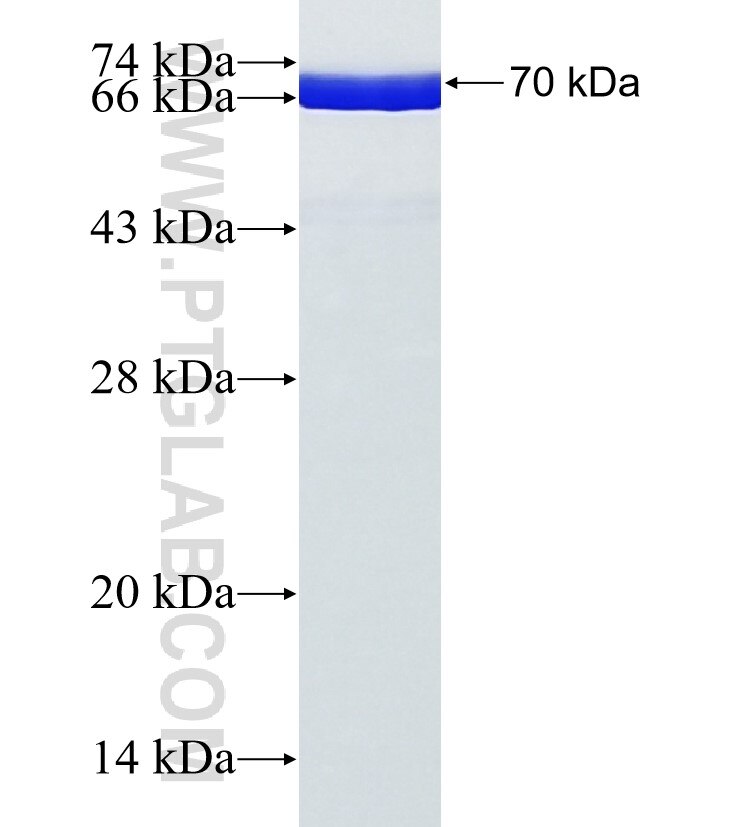 PA2G4 fusion protein Ag7587 SDS-PAGE