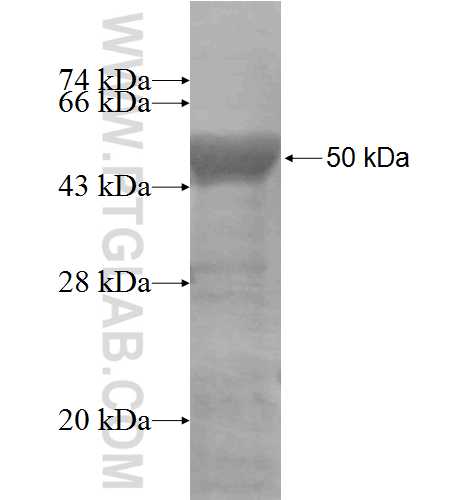 PA2G4 fusion protein Ag7850 SDS-PAGE