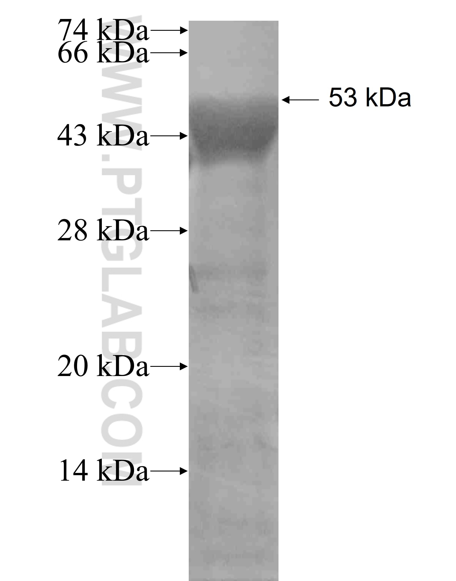 PA2G4 fusion protein Ag7850 SDS-PAGE