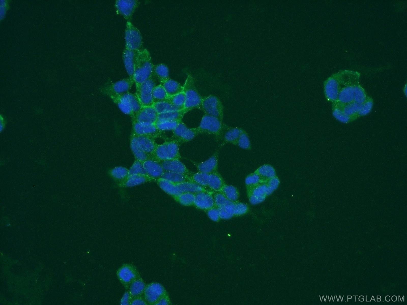 Immunofluorescence (IF) / fluorescent staining of HEK-293 cells using PAAF1 Polyclonal antibody (17650-1-AP)