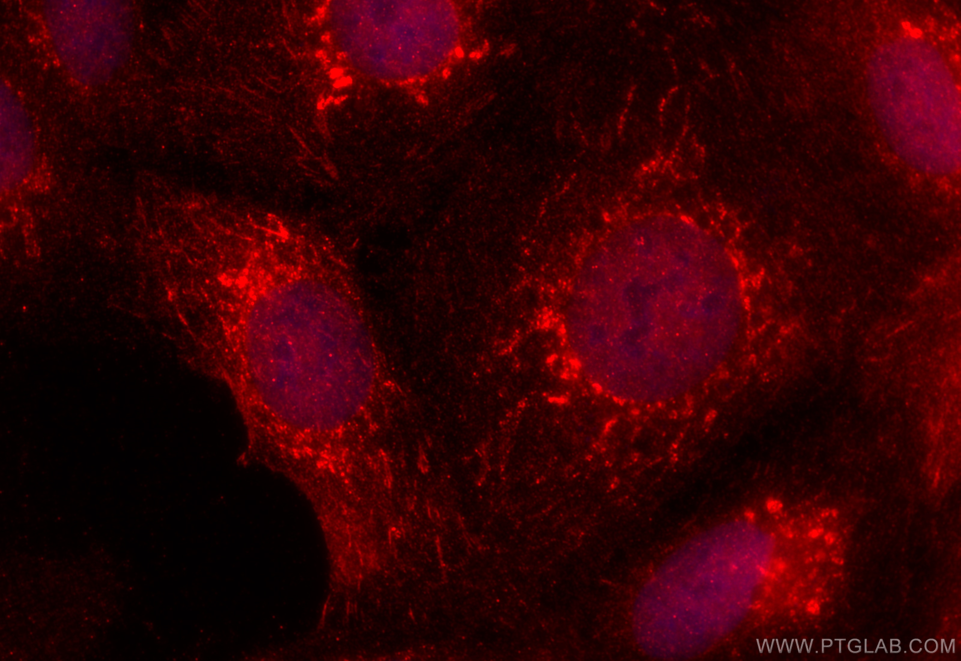 Immunofluorescence (IF) / fluorescent staining of U2OS cells using PAAF1 Polyclonal antibody (17650-1-AP)