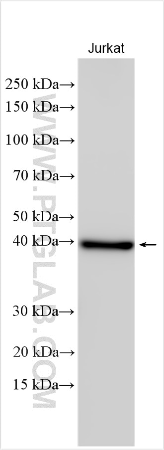 Western Blot (WB) analysis of Jurkat cells using PAAF1 Polyclonal antibody (17650-1-AP)