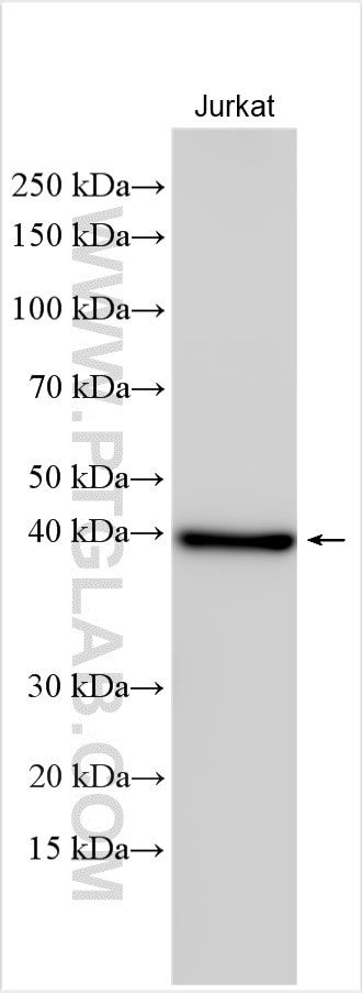WB analysis of Jurkat using 17650-1-AP