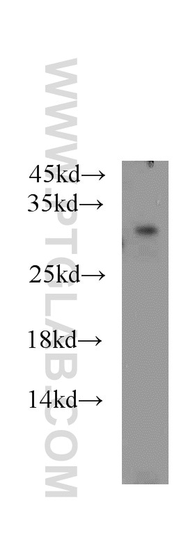 Western Blot (WB) analysis of HEK-293 cells using PAAF1 Polyclonal antibody (17650-1-AP)