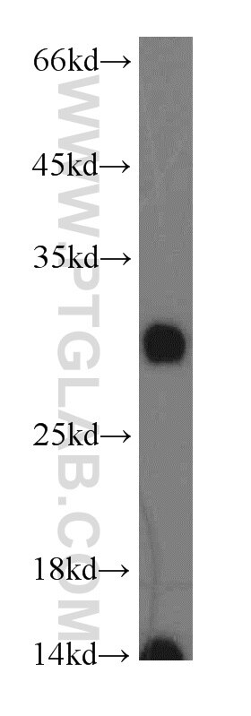 Western Blot (WB) analysis of human brain tissue using PAAF1 Polyclonal antibody (17650-1-AP)