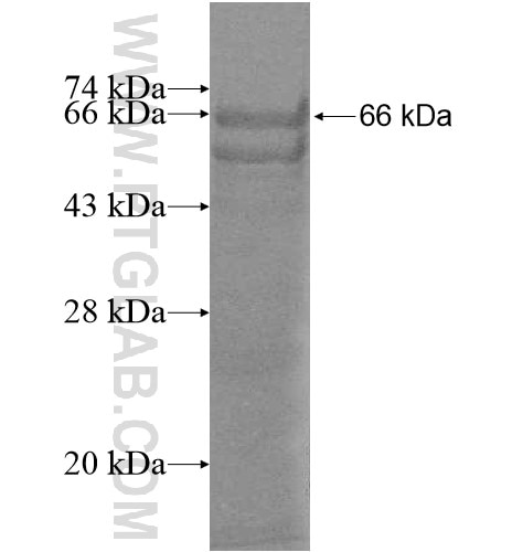 PAAF1 fusion protein Ag11892 SDS-PAGE