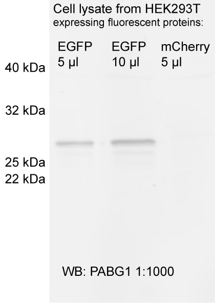 Western Blot Primary antibody: Anti-GFP PABG1 1:1,000 Secondary antibody: anti-rabbit_Alexa647 1:2,000