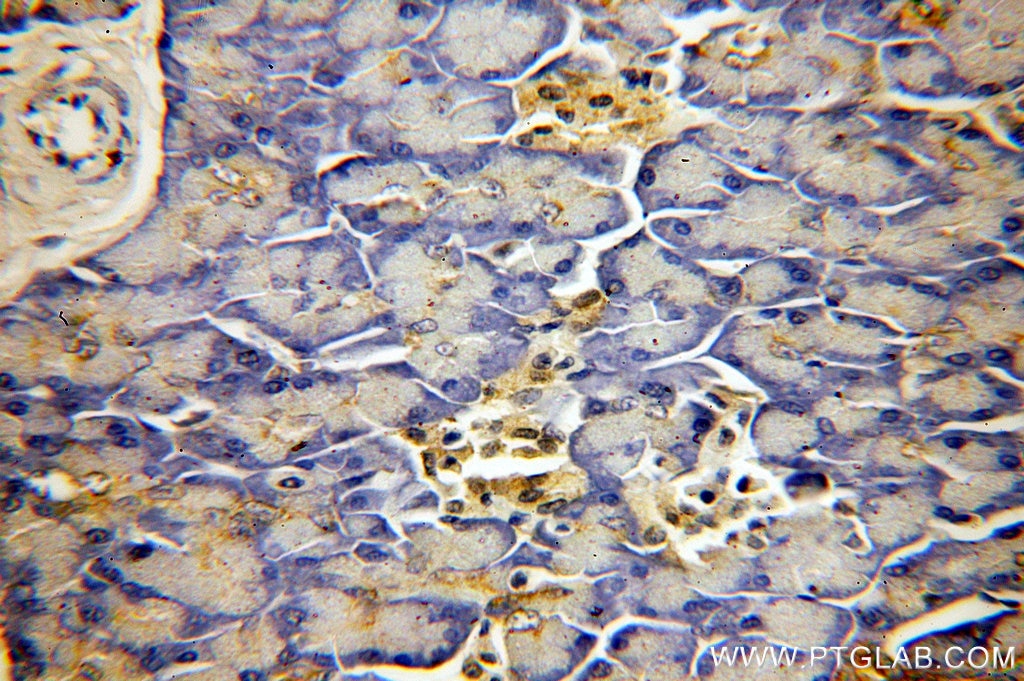 Immunohistochemistry (IHC) staining of human pancreas tissue using PABPC1,PABP Polyclonal antibody (10970-1-AP)