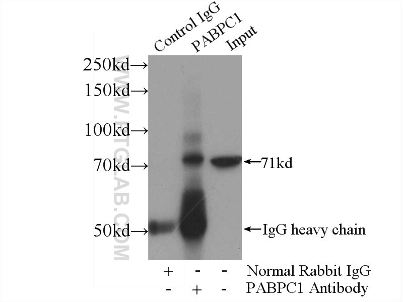 Immunoprecipitation (IP) experiment of mouse testis tissue using PABPC1,PABP Polyclonal antibody (10970-1-AP)