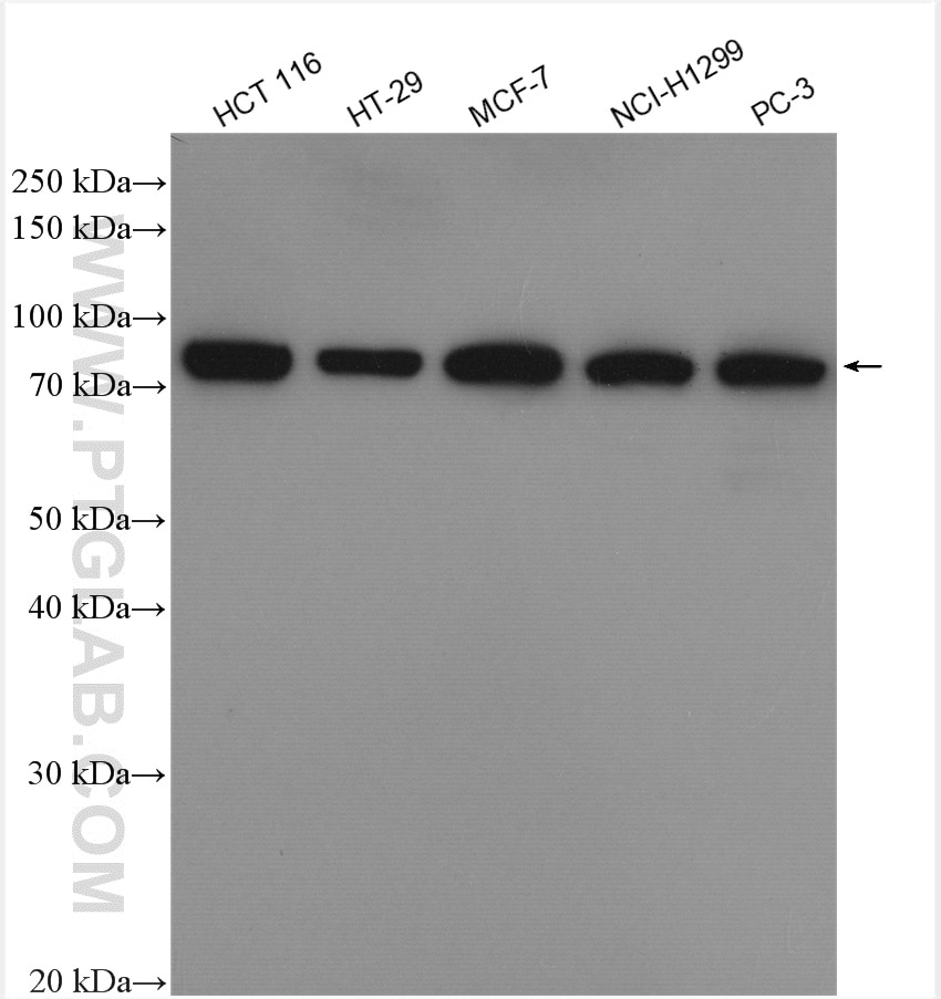 Western Blot (WB) analysis of various lysates using PABPC1,PABP Polyclonal antibody (10970-1-AP)