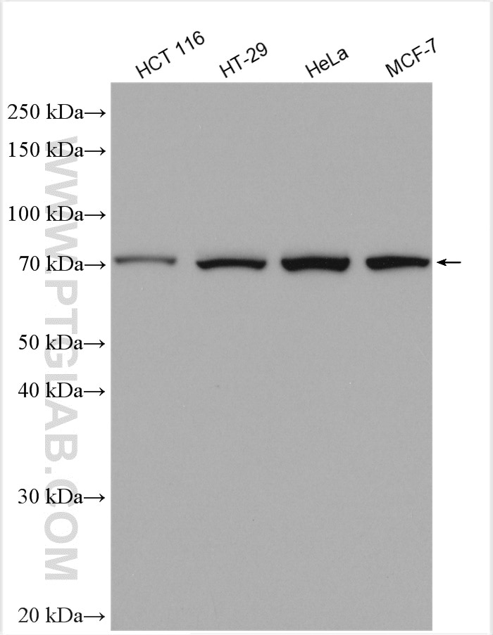 Western Blot (WB) analysis of various lysates using PABPC1,PABP Polyclonal antibody (10970-1-AP)