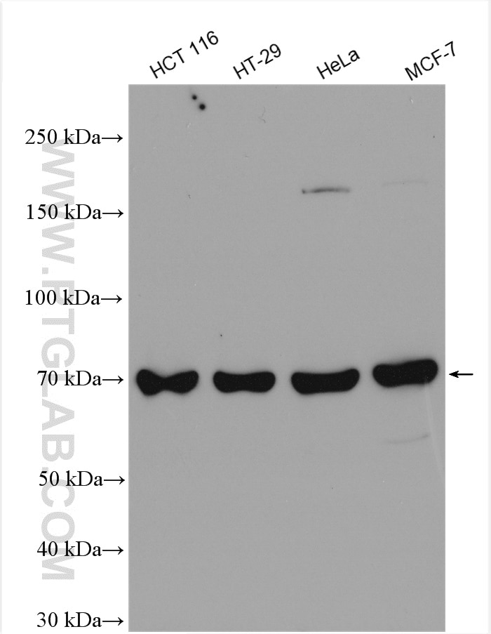 Western Blot (WB) analysis of various lysates using PABPC1,PABP Polyclonal antibody (10970-1-AP)