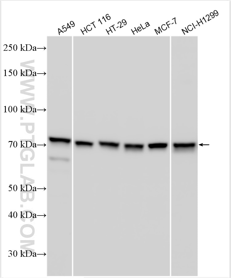 Western Blot (WB) analysis of various lysates using PABPC1,PABP Polyclonal antibody (10970-1-AP)