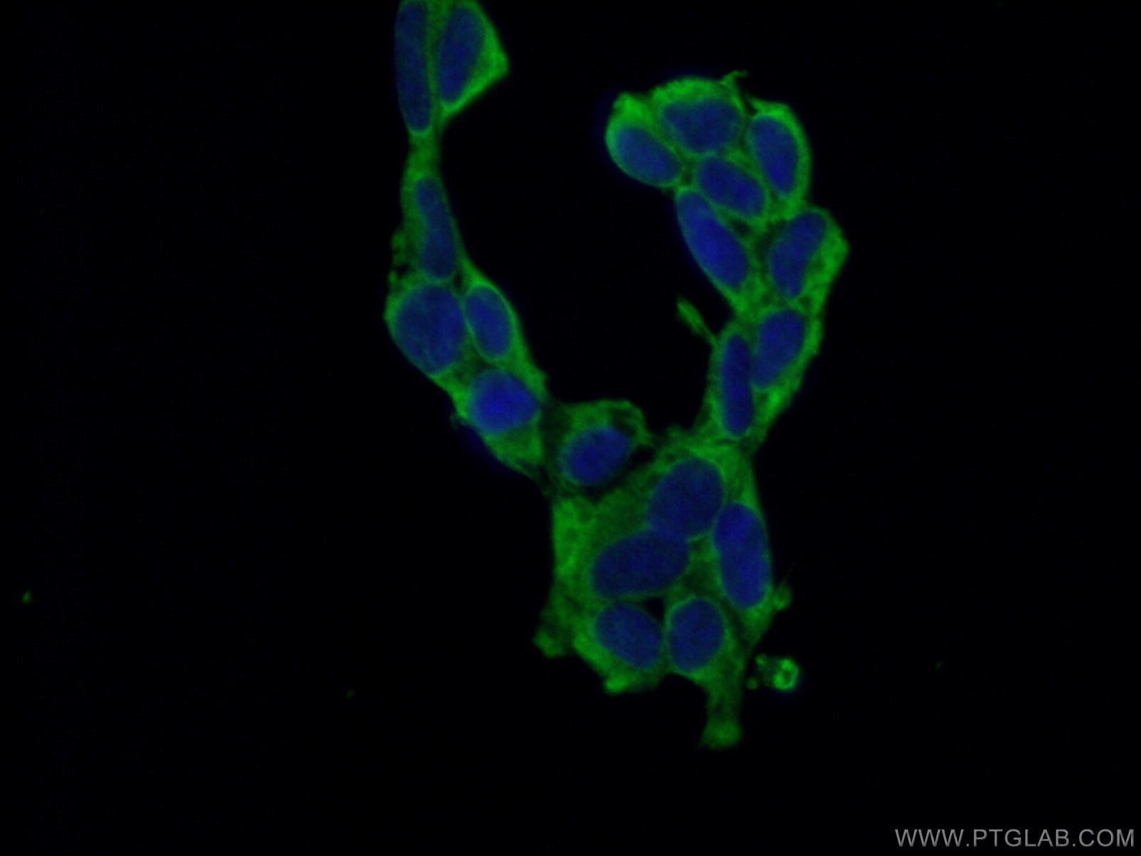 IF Staining of HEK-293 using 66809-1-Ig