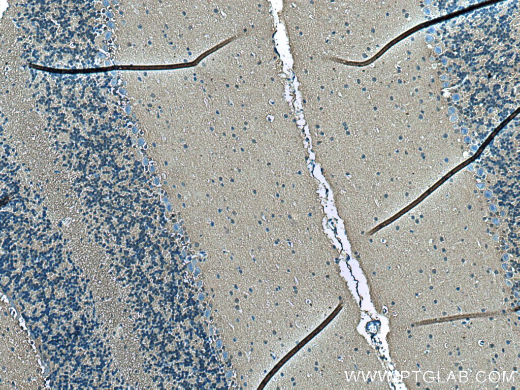 IHC staining of mouse cerebellum using 66809-1-Ig