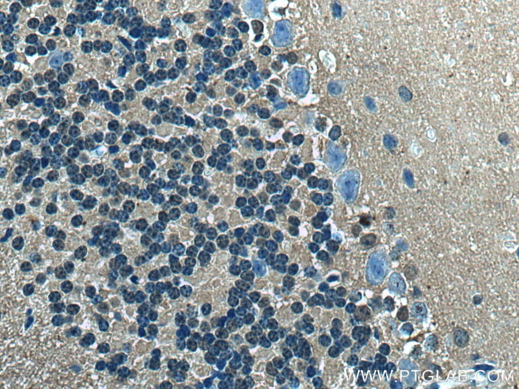 IHC staining of mouse cerebellum using 66809-1-Ig