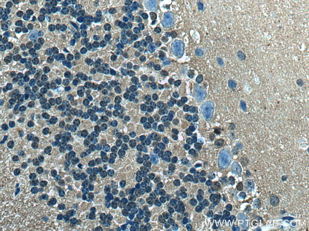 Immunohistochemistry (IHC) staining of mouse cerebellum tissue using PABPC1,PABP Monoclonal antibody (66809-1-Ig)