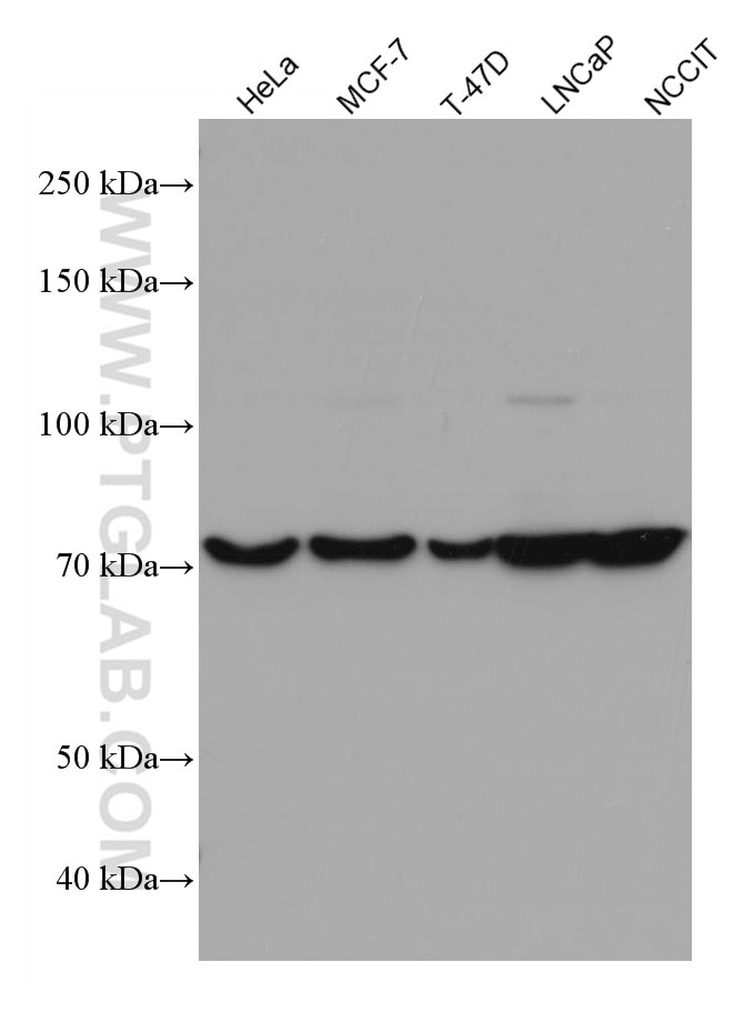 Western Blot (WB) analysis of various lysates using PABPC1,PABP Monoclonal antibody (66809-1-Ig)