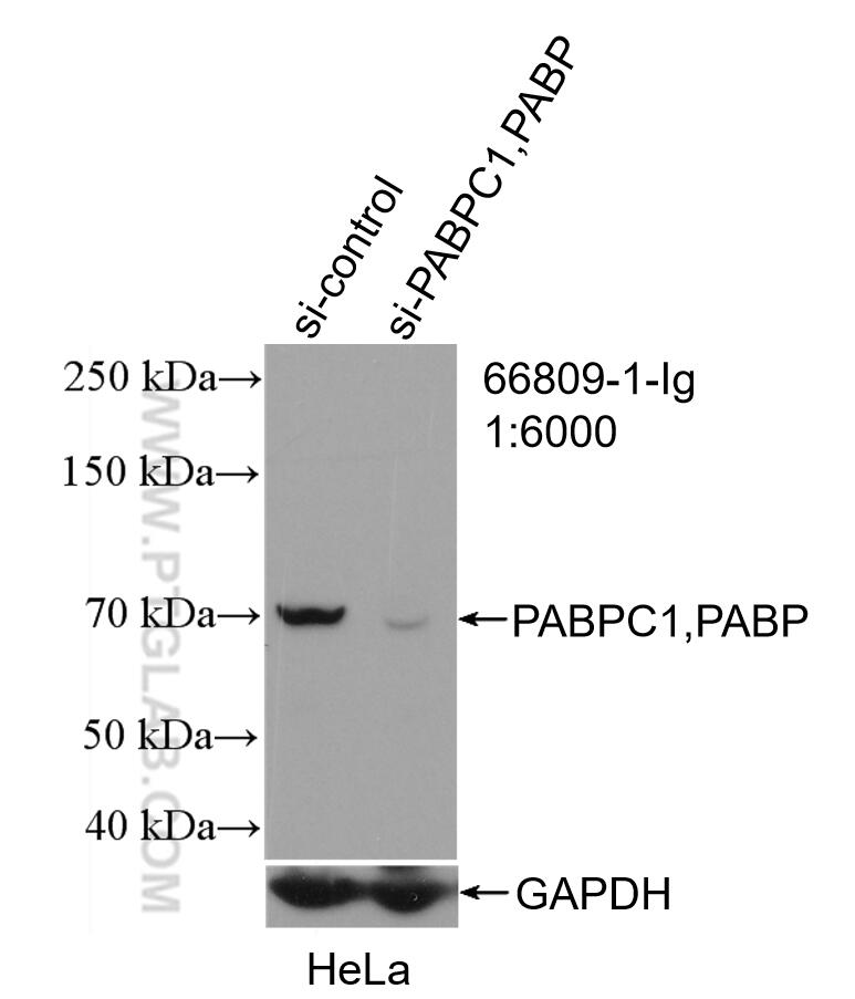 Western Blot (WB) analysis of HeLa cells using PABPC1,PABP Monoclonal antibody (66809-1-Ig)