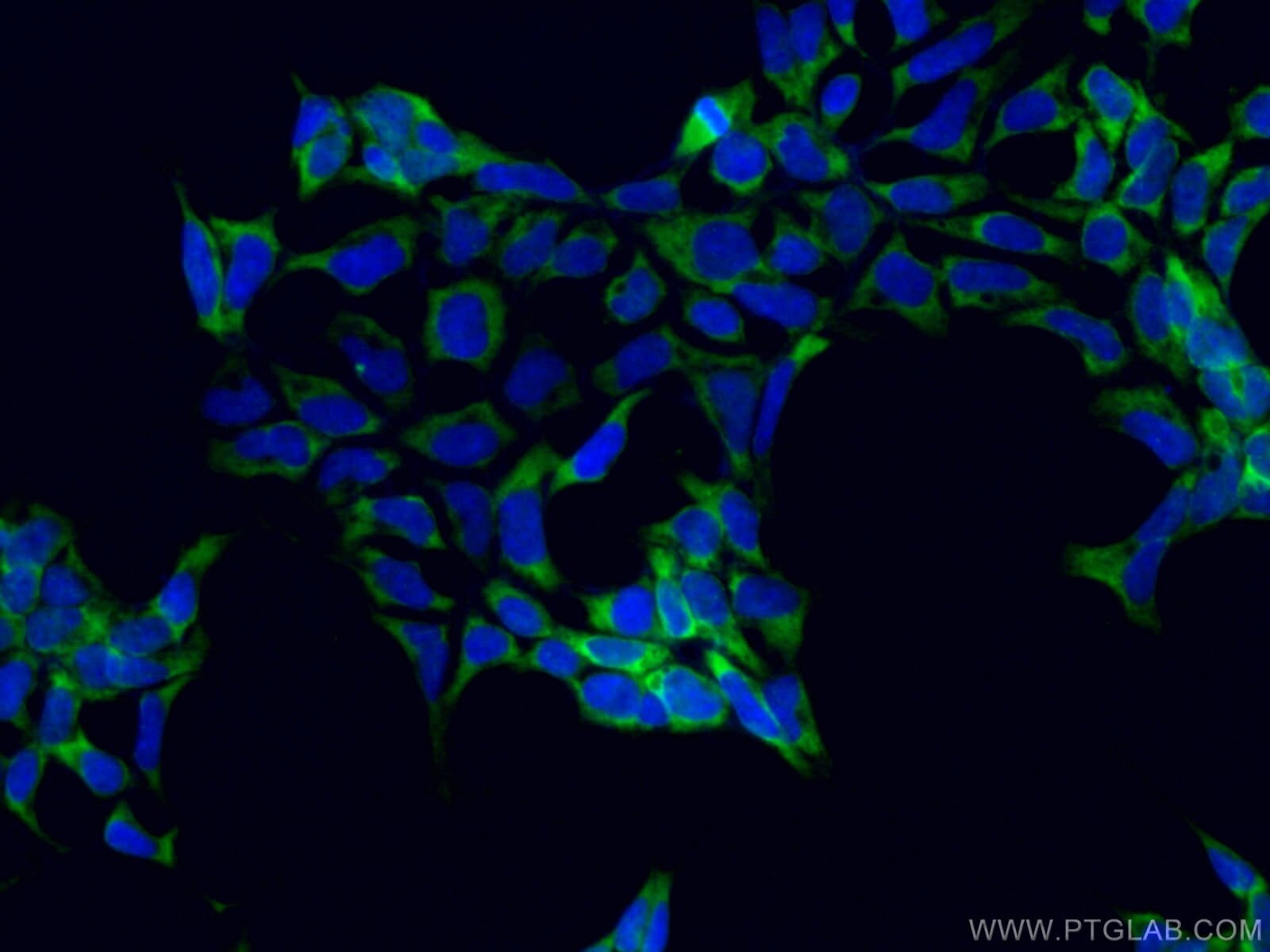 Immunofluorescence (IF) / fluorescent staining of HEK-293 cells using CoraLite® Plus 488-conjugated PABPC1,PABP Monoclon (CL488-66809)