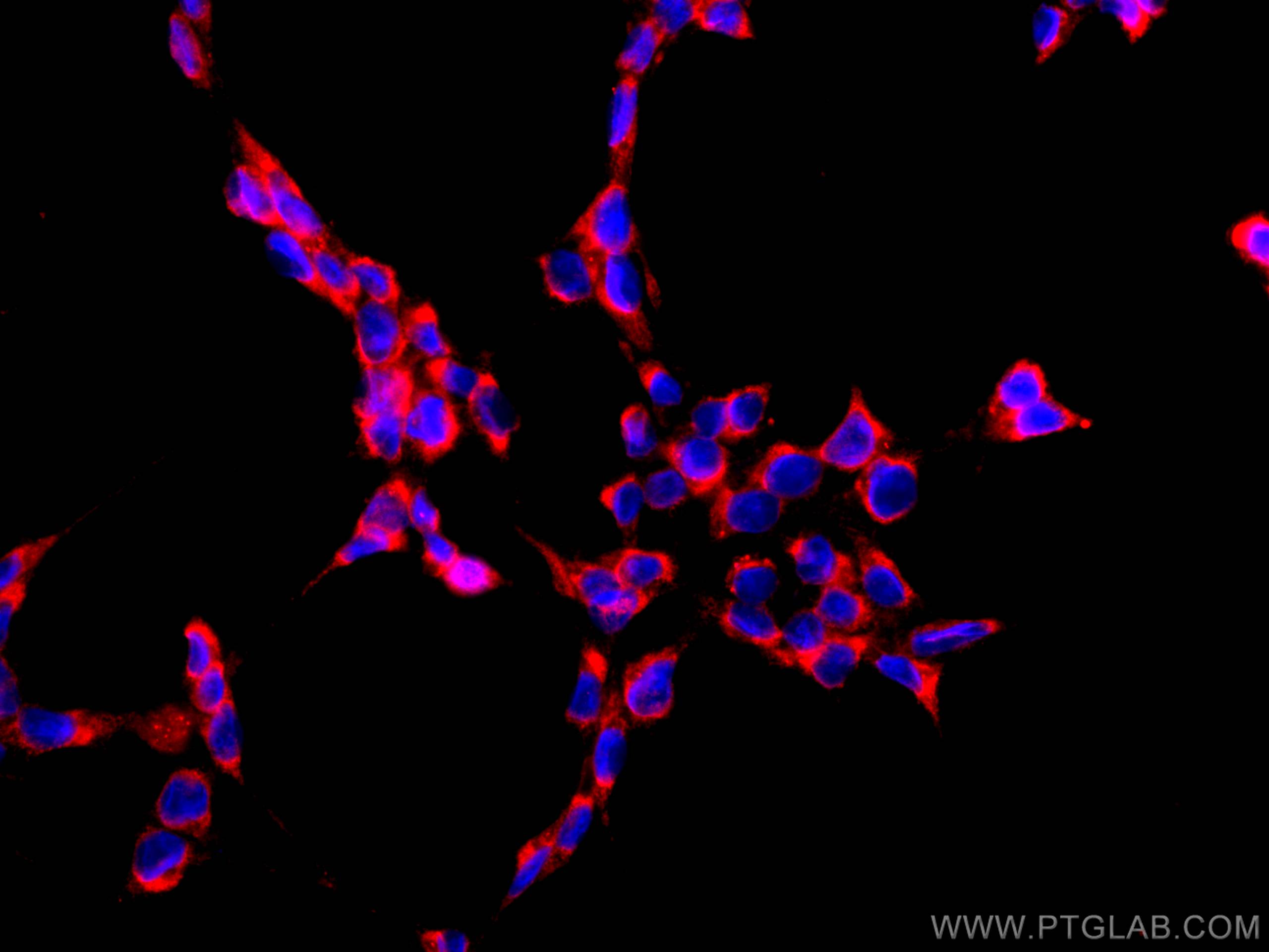 Immunofluorescence (IF) / fluorescent staining of HEK-293 cells using CoraLite®594-conjugated PABPC1,PABP Monoclonal ant (CL594-66809)