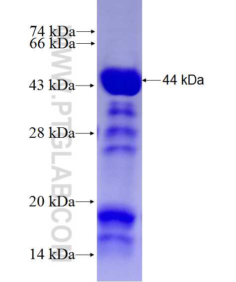 PABPC1,PABP fusion protein Ag27860 SDS-PAGE