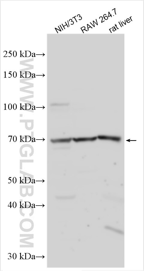 Western Blot (WB) analysis of various lysates using PABPC1L Polyclonal antibody (31907-1-AP)