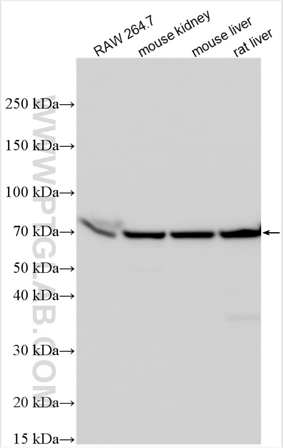 Western Blot (WB) analysis of various lysates using PABPC1L Polyclonal antibody (31907-1-AP)