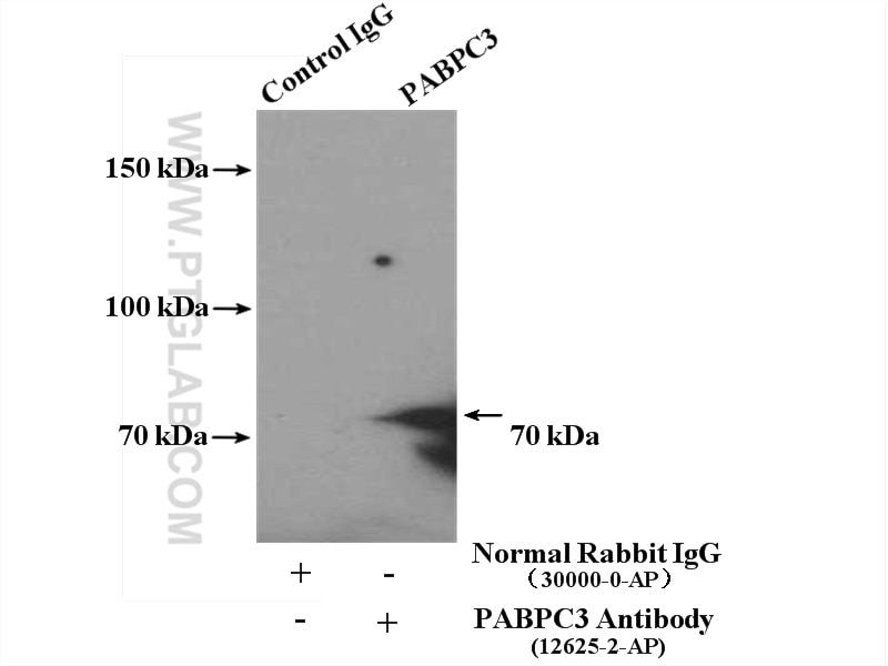 Immunoprecipitation (IP) experiment of mouse testis tissue using PABPC3 Polyclonal antibody (12625-2-AP)