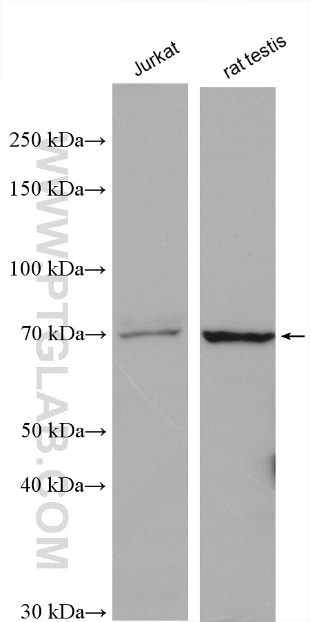 Western Blot (WB) analysis of various lysates using PABPC3 Polyclonal antibody (12625-2-AP)