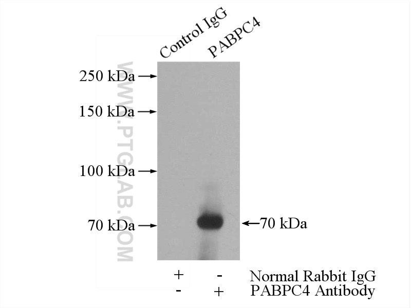 Immunoprecipitation (IP) experiment of mouse heart tissue using PABPC4 Polyclonal antibody (14960-1-AP)