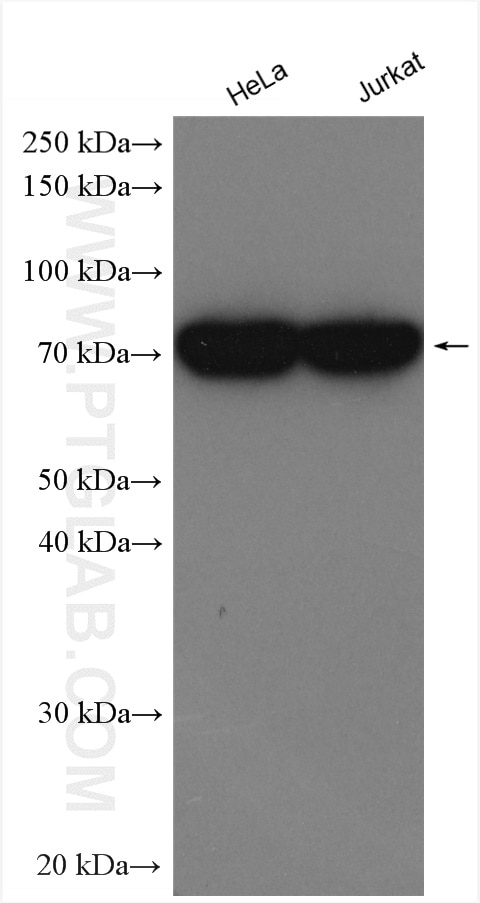 Western Blot (WB) analysis of various lysates using PABPC4 Polyclonal antibody (14960-1-AP)
