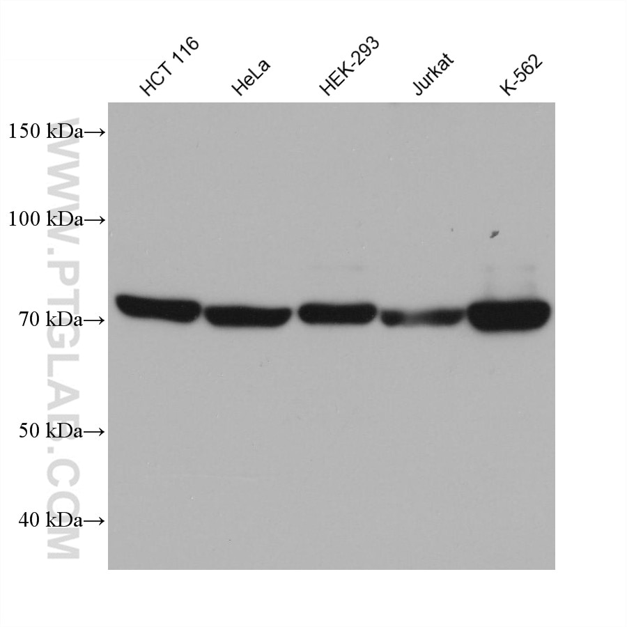 Western Blot (WB) analysis of various lysates using PABPC4 Monoclonal antibody (68187-1-Ig)