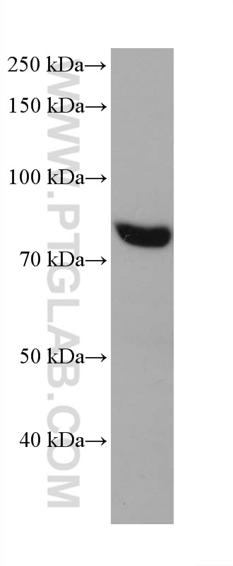 Western Blot (WB) analysis of HSC-T6 cells using PABPC4 Monoclonal antibody (68187-1-Ig)