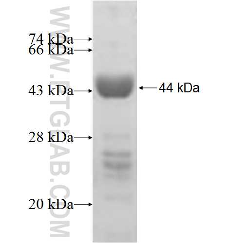 PABPC4 fusion protein Ag6813 SDS-PAGE
