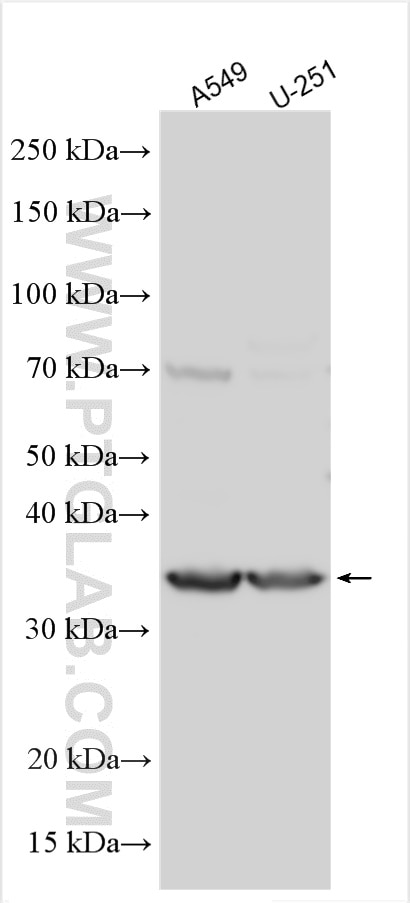 Western Blot (WB) analysis of various lysates using PABPC5 Polyclonal antibody (25582-1-AP)