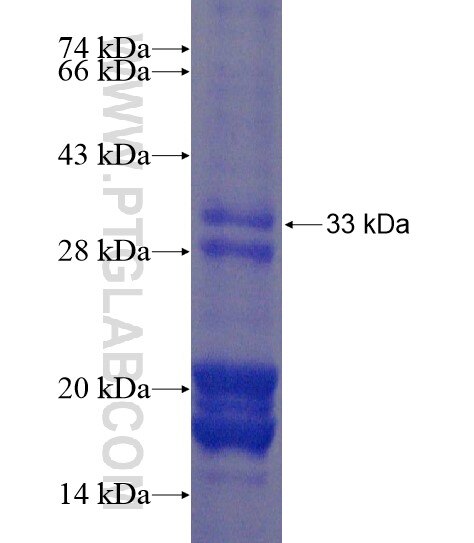 PABPC5 fusion protein Ag22216 SDS-PAGE