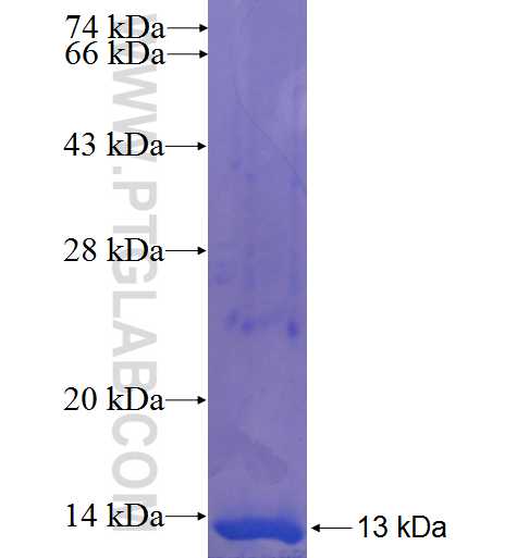 PABPC5 fusion protein Ag22399 SDS-PAGE