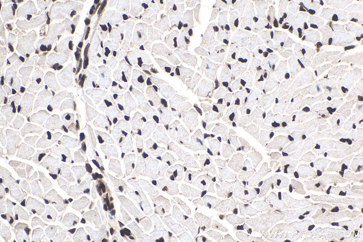 Immunohistochemistry (IHC) staining of mouse heart tissue using PABPN1 Monoclonal antibody (66807-1-Ig)