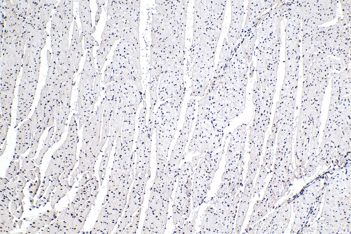 Immunohistochemistry (IHC) staining of rat heart tissue using PABPN1 Monoclonal antibody (66807-1-Ig)