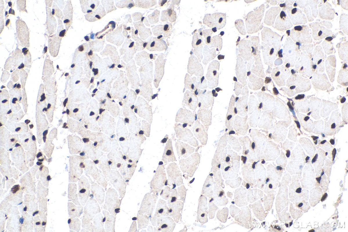 Immunohistochemistry (IHC) staining of rat heart tissue using PABPN1 Monoclonal antibody (66807-1-Ig)