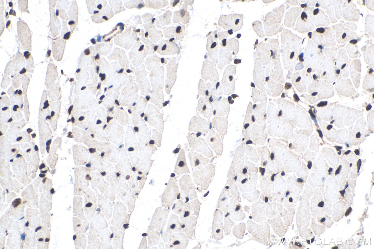 Immunohistochemistry (IHC) staining of rat heart tissue using PABPN1 Monoclonal antibody (66807-1-Ig)