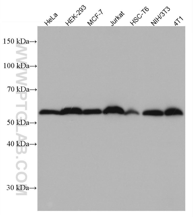 Western Blot (WB) analysis of various lysates using PABPN1 Monoclonal antibody (66807-1-Ig)