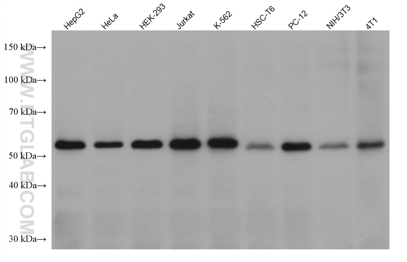 Western Blot (WB) analysis of various lysates using PABPN1 Monoclonal antibody (66807-1-Ig)