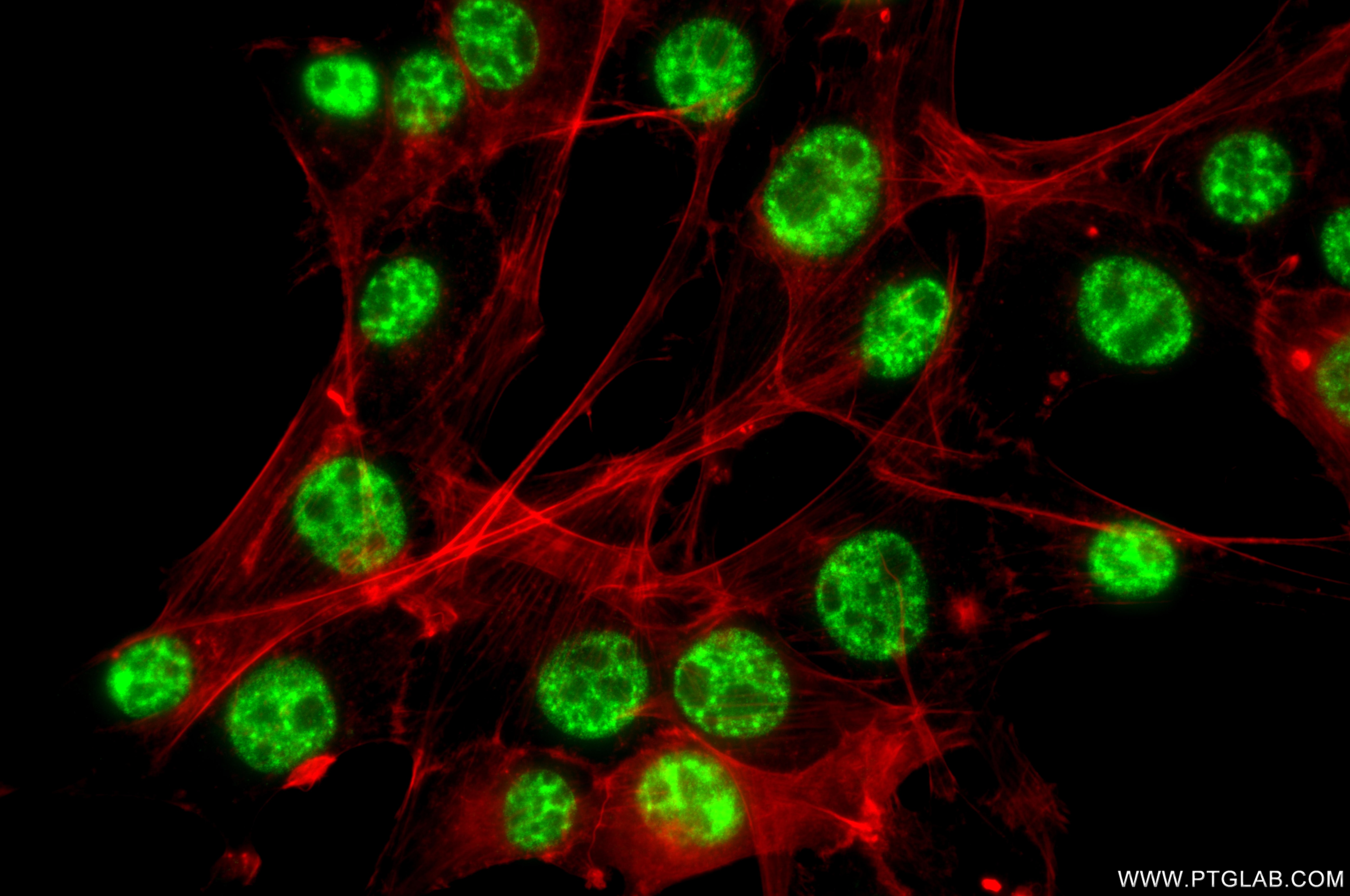 Immunofluorescence (IF) / fluorescent staining of NIH/3T3 cells using PABPN1 Recombinant monoclonal antibody (87392-1-RR)